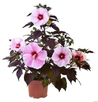 Hibiscus bagienny 'Starry Night'